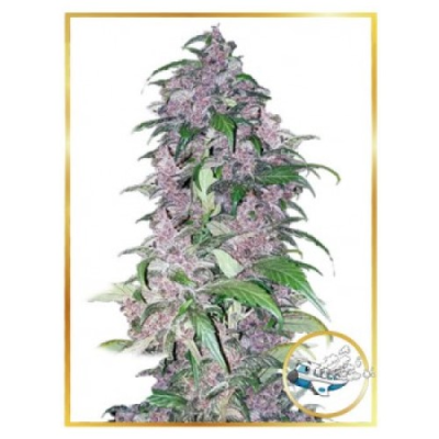 Mr. Hide Seeds - Auto Triping 25