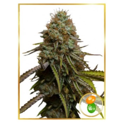 Mr. Hide Seeds - Auto Zkittlez