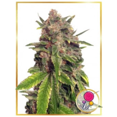 Mr. Hide Seeds - Mr. Big Candy