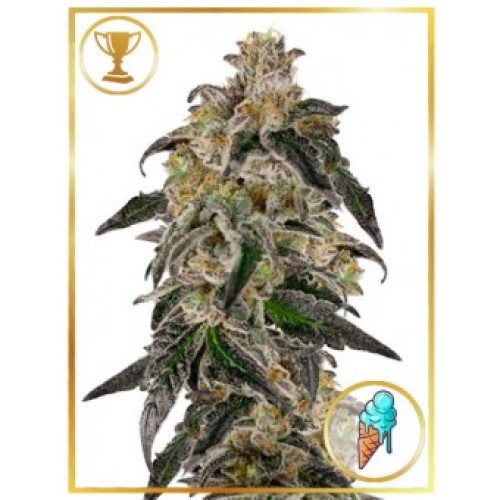 Mr. Hide Seeds - Mr. Gelato Ice