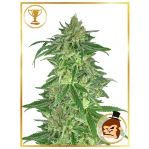 Mr. Hide Seeds - Mr. Gorilla Cream