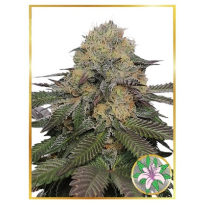 Mr. Hide Seeds - Mr. Lili OG