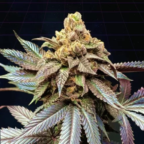 Perfect Tree - CherryTini regular