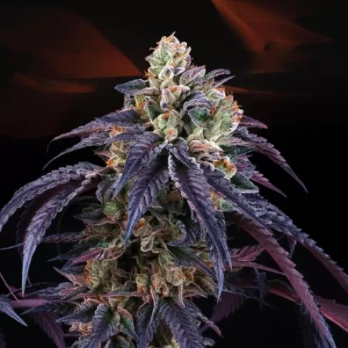 Perfect Tree - Loukoum