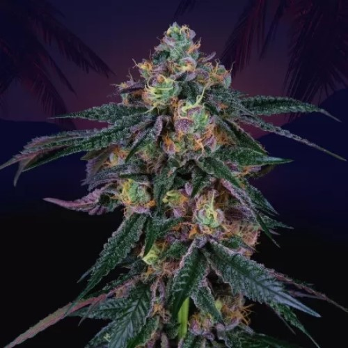 Perfect Tree - Midnight Sunset