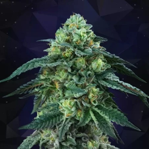 Perfect Tree - Bingsu regular