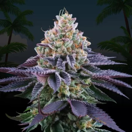 Perfect Tree - Coco Fresh