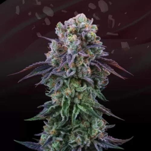 Perfect Tree - Coconut Cream