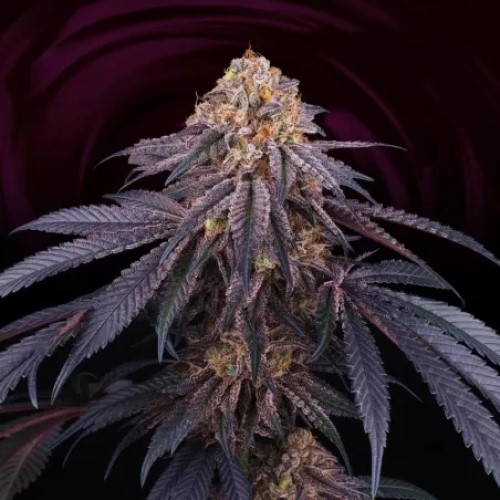 Perfect Tree - Chantilly