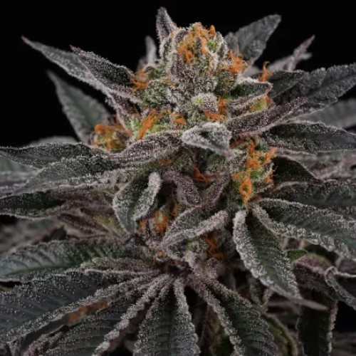 Perfect Tree - Cherry Crisp