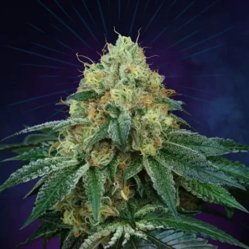 Perfect Tree - Peach Lassi regular