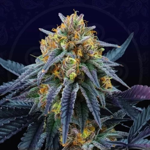 Perfect Tree - Peach Sherbert OG