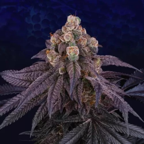 Perfect Tree - Red Red Wine