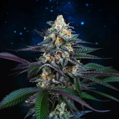 Perfect Tree - Spritz