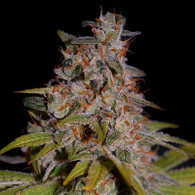 G13 Labs Seeds - Honey Papaya