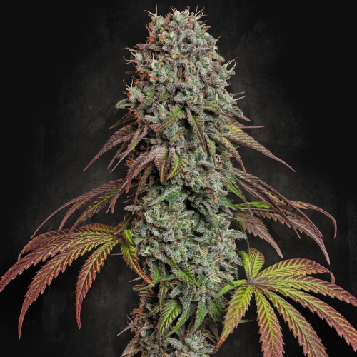 Paradise Seeds - Blue Gem