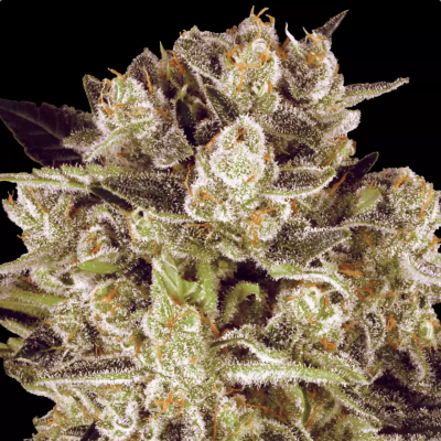 Paradise Seeds - Durga Mata II CBD