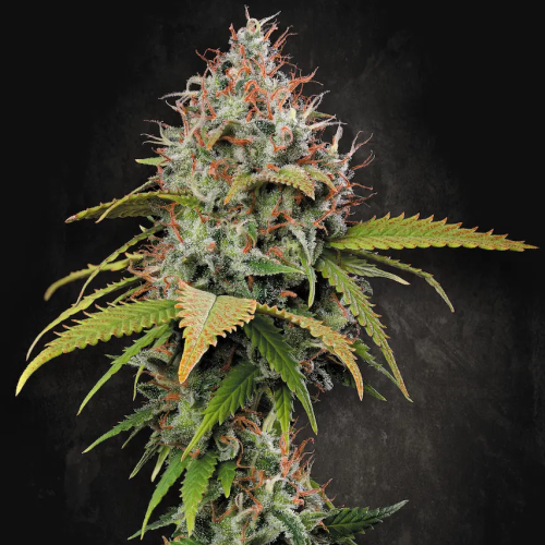 Paradise Seeds - Atomical Haze