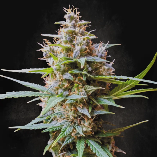 Paradise Seeds - Auto Acid