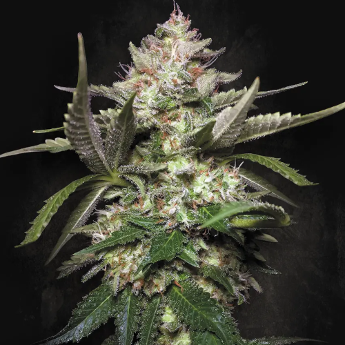 Paradise Seeds - Auto Kong 4