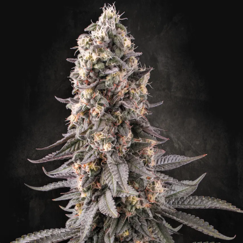 Paradise Seeds - El Dorado OG