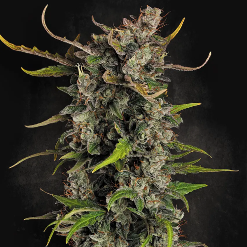 Paradise Seeds - Lemonade Auto