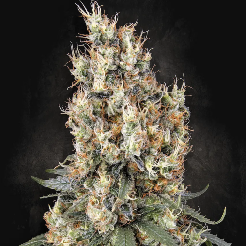 Paradise Seeds - Mendocino Skunk