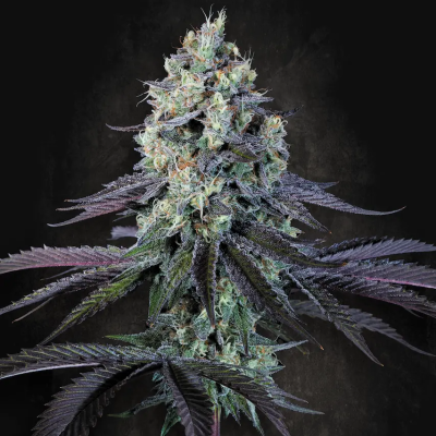 Paradise Seeds - Purple Mints