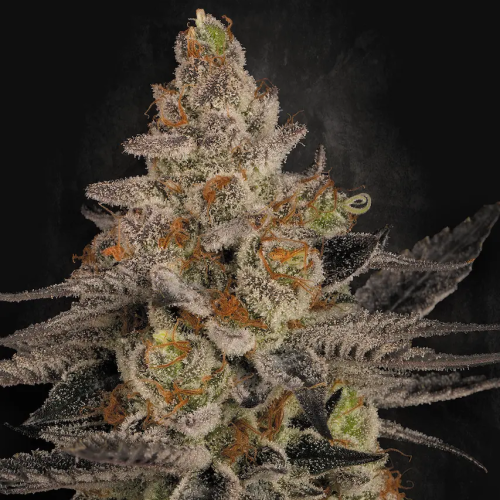 Paradise Seeds - Chocolate Wafflez