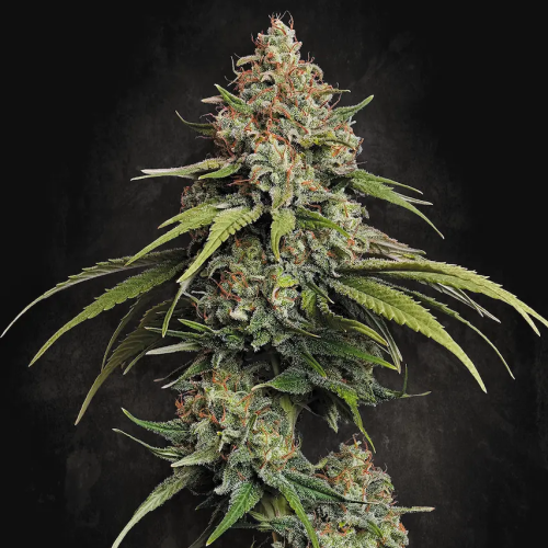 Paradise Seeds - L.A. Amnesia