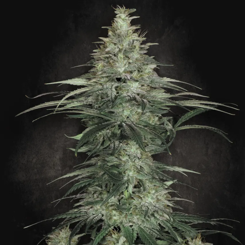 Paradise Seeds - Sensi Star
