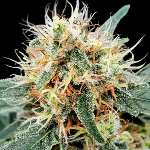 Paradise Seeds - Stromboli Auto