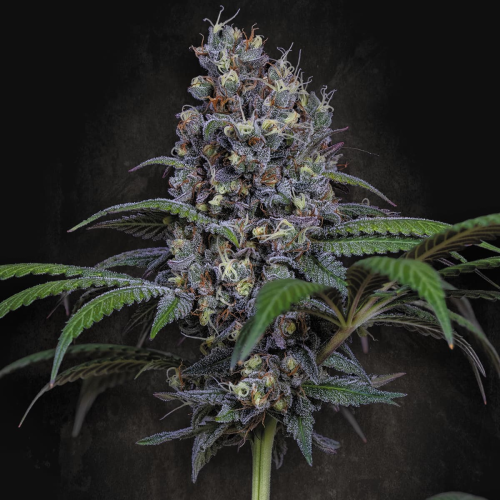 Paradise Seeds - Sweetopia