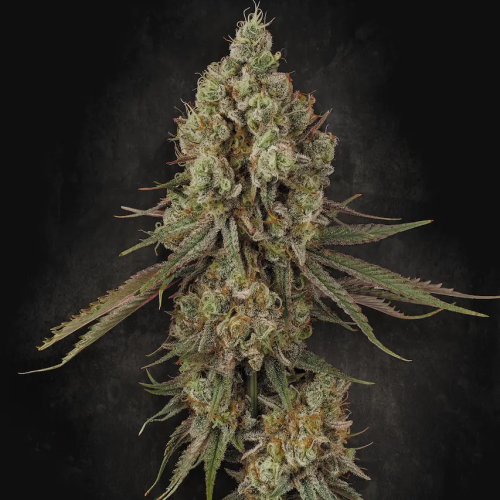 Paradise Seeds - Tangerine Sorbet