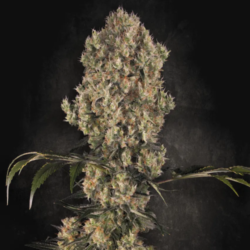 Paradise Seeds - White Berry