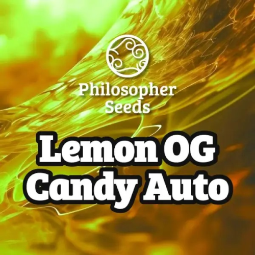 Philosopher Seeds - Lemon OG Candy Auto