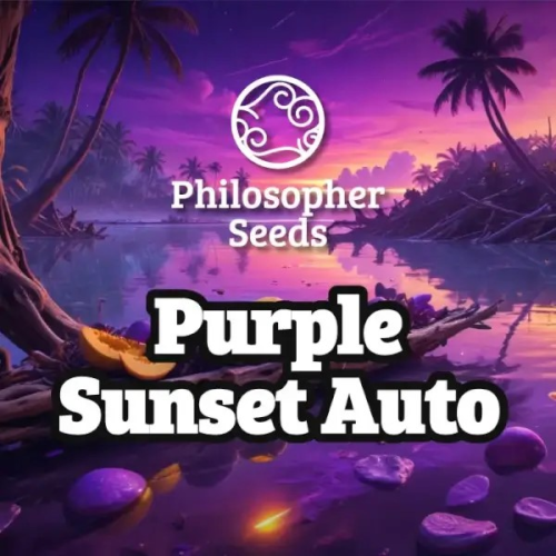 Philosopher Seeds - Purple Sunset Auto
