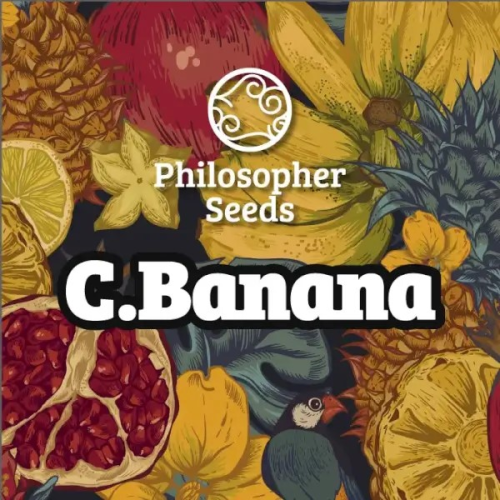 Philosopher Seeds - C Banana