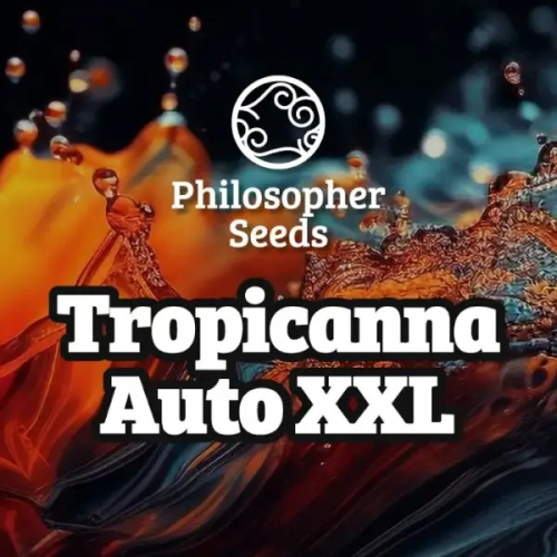Philosopher Seeds - Tropicanna Auto XXL