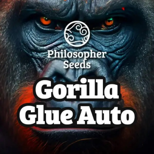 Philosopher Seeds - Gorilla Glue #4 Auto