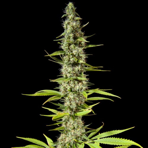 Philosopher Seeds - Early Maroc