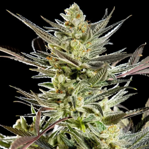 Philosopher Seeds - Fruity Jack (Jack El Frutero)