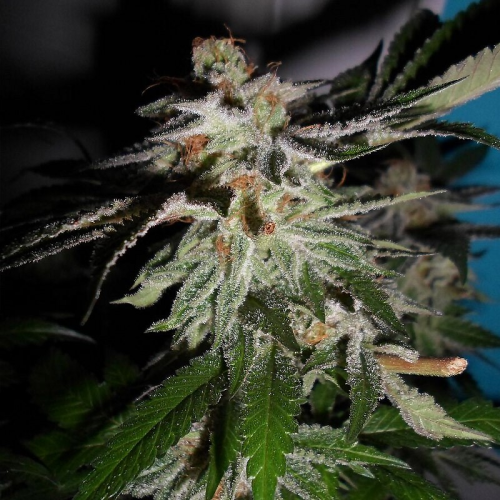 Pheno Finder Seeds - LA Fire