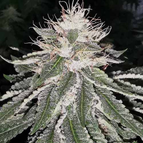 Pheno Finder Seeds - MAC 11