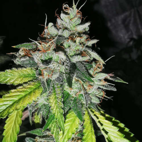 Pheno Finder Seeds - Britcoin