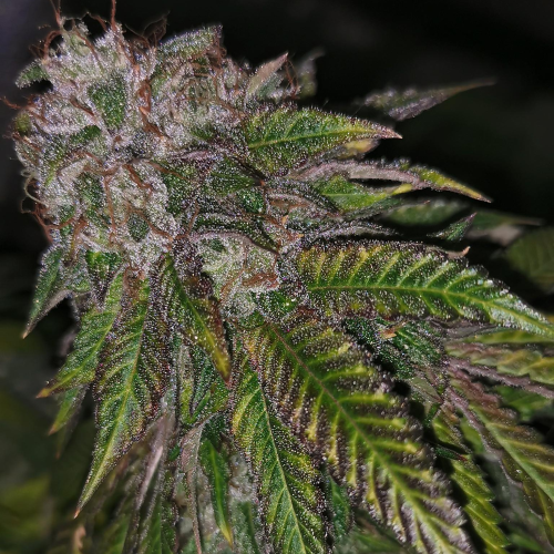 Pheno Finder Seeds - Dirty Kuntz