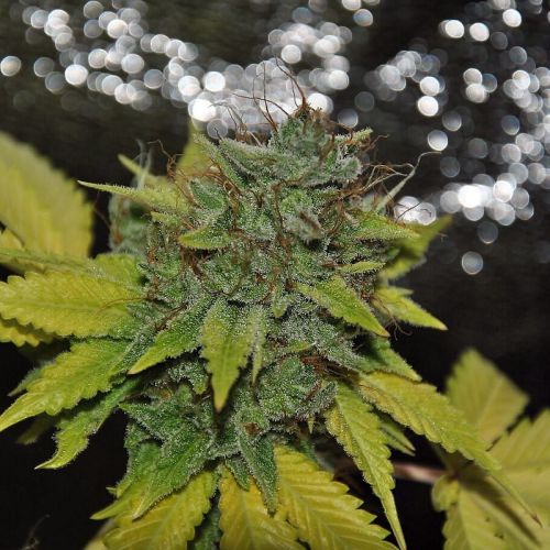 Pheno Finder Seeds - Grapefruit Diesel