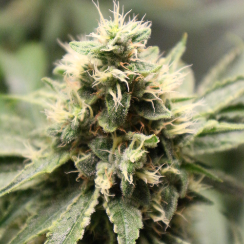 Pheno Finder Seeds - Chemhead OG