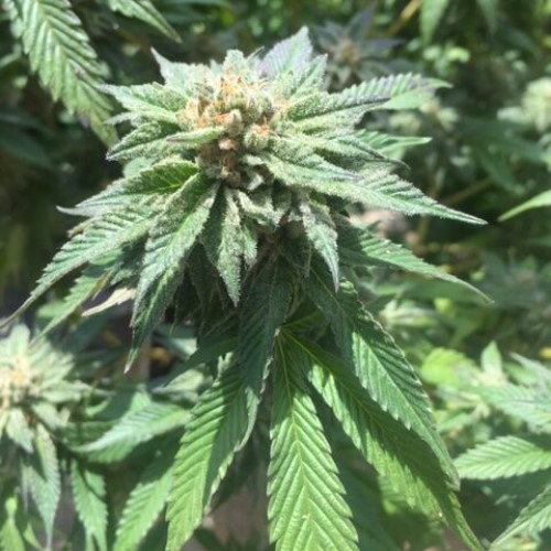 Pheno Finder Seeds - Sour Walker