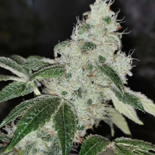 Pheno Finder Seeds - Sowah Sherbert